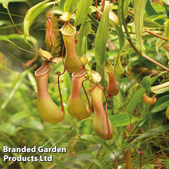 Nepenthes Alata