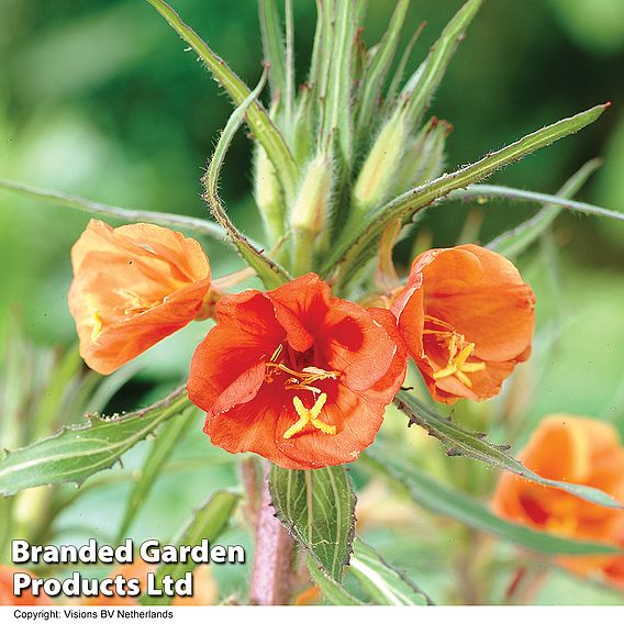 Oenothera 'Sunset Boulevard'