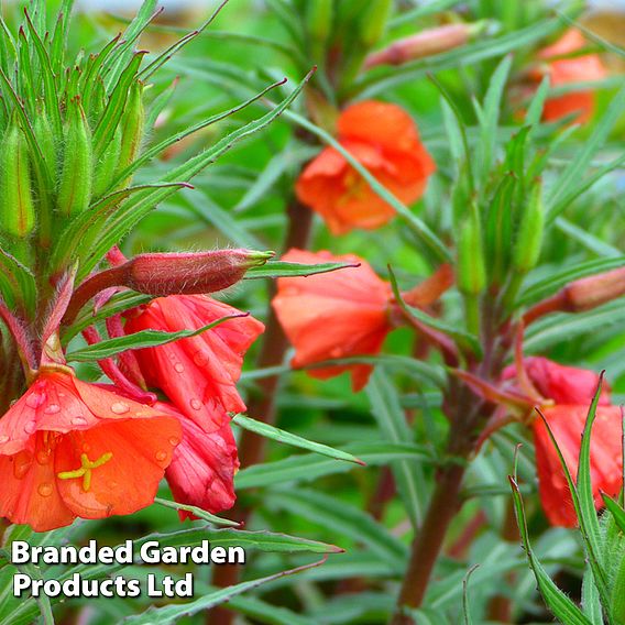 Oenothera 'Sunset Boulevard'