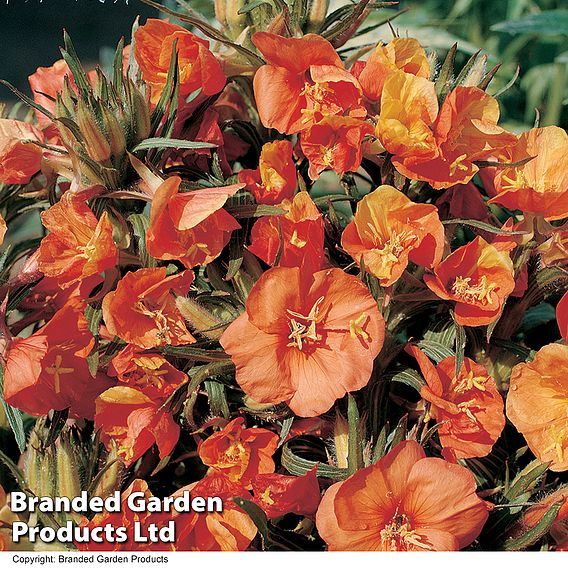 Oenothera 'Sunset Boulevard'