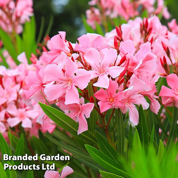 Nerium oleander 'Pink'