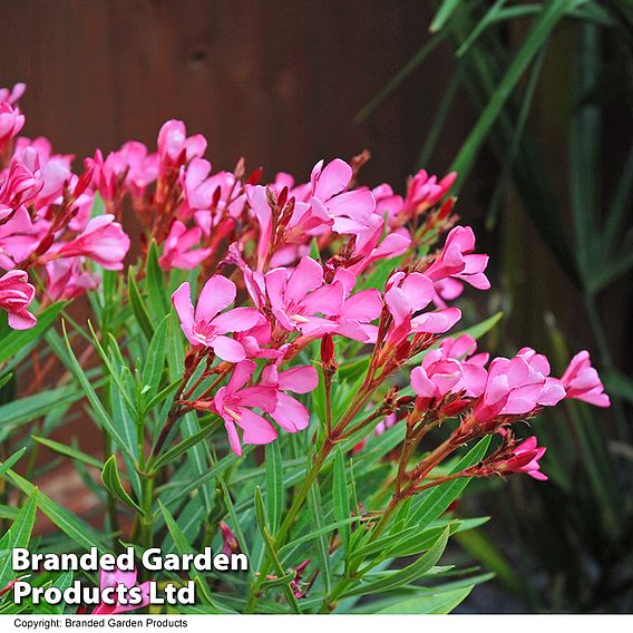 Nerium oleander 'Pink'