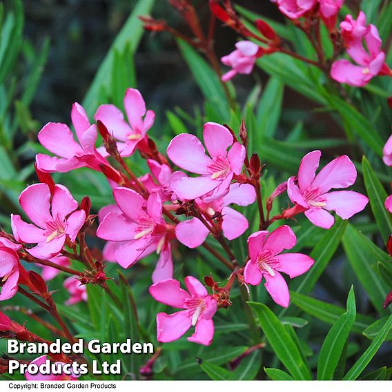 Nerium oleander 'Pink'