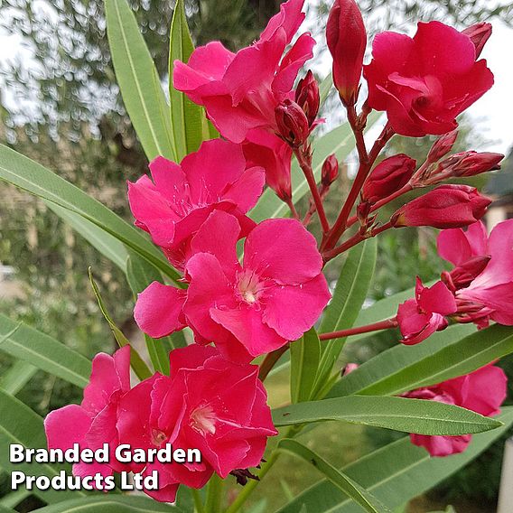 Nerium oleander 'Red'