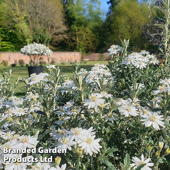 Olearia 'Spring Bling'