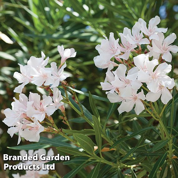 Nerium oleander 'White'