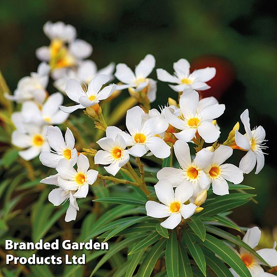 Nerium oleander 'White'