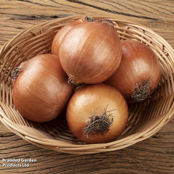 Onion 'Autumn Champion' (Autumn Planting)