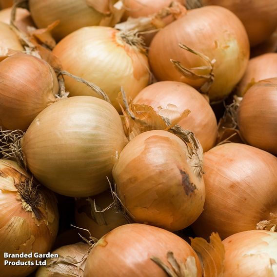 Onion 'Crusado' F1 (Spring Planting)