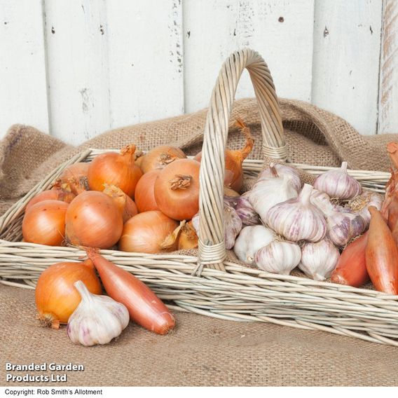 Onion & Garlic Spring Bundle