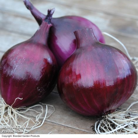 Bumper Onion, Garlic & Shallot Collection