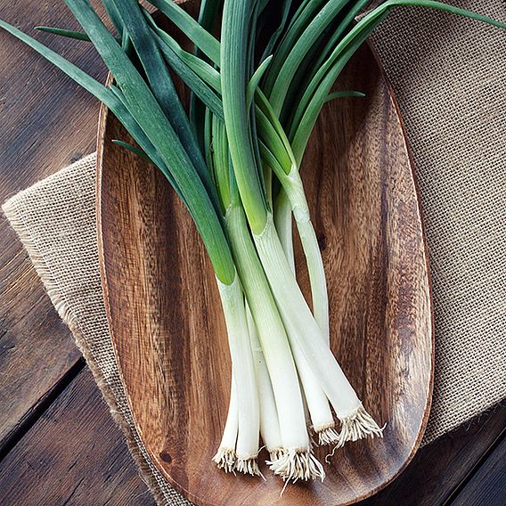 Onion 'Marksman' (Bunching Onion) - Seeds