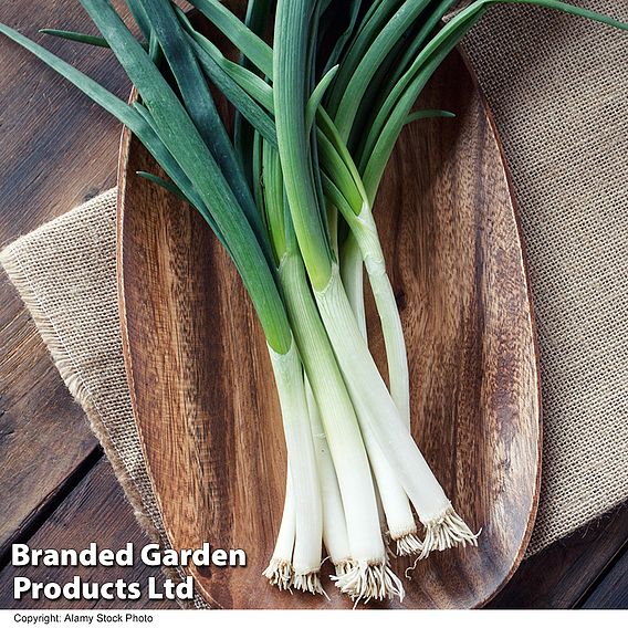 Onion 'Marksman' (Bunching Onion) - Seeds