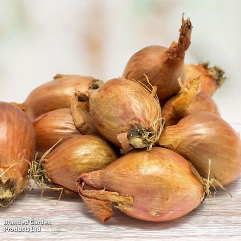 Shallot Triple Pack (Spring Planting)