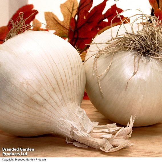 Onion & Garlic Spring Bundle