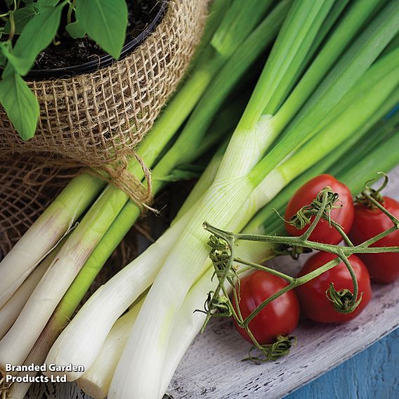 Spring Onion 'White Lisbon' (Organic) - Seeds