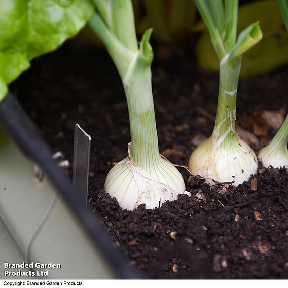 Salad Onion 'Starlight' - Seeds