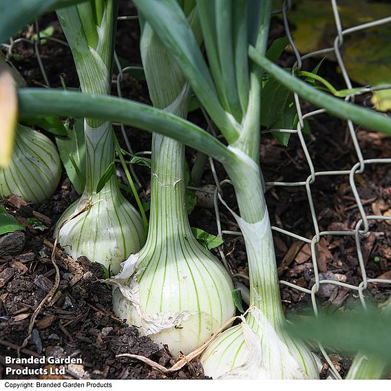 Salad Onion 'Starlight' - Seeds