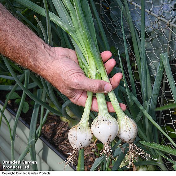 Salad Onion 'Starlight' - Seeds