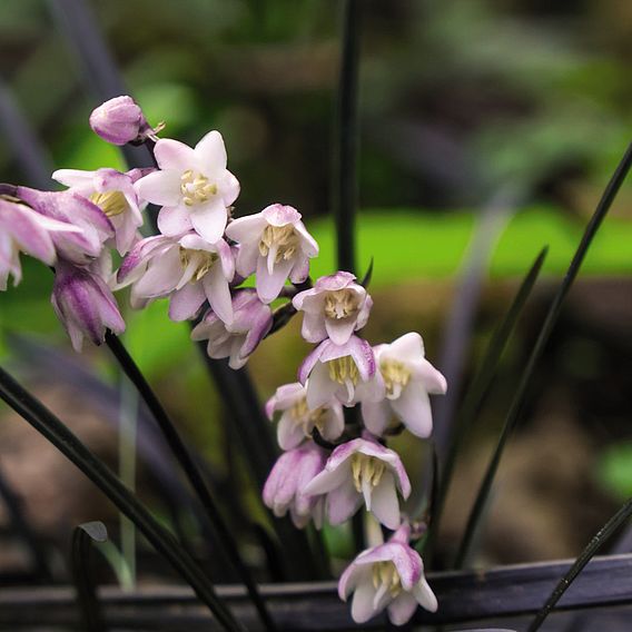 Ophiopogon planiscapus 'Nigrescens'