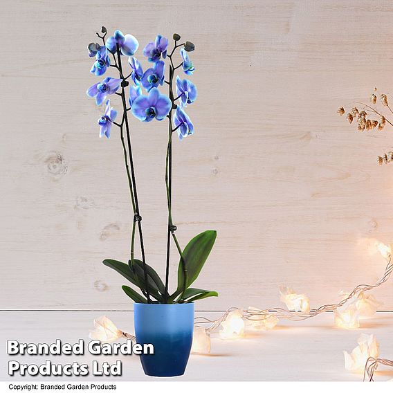 Phalaenopsis ‘Blue Lagoon’ (Double-stemmed)