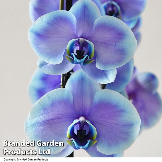 Phalaenopsis ‘Blue Lagoon’ (Double-stemmed)