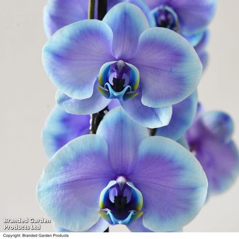 Phalaenopsis ‘Blue Lagoon’ (Double-stemmed) - Gift