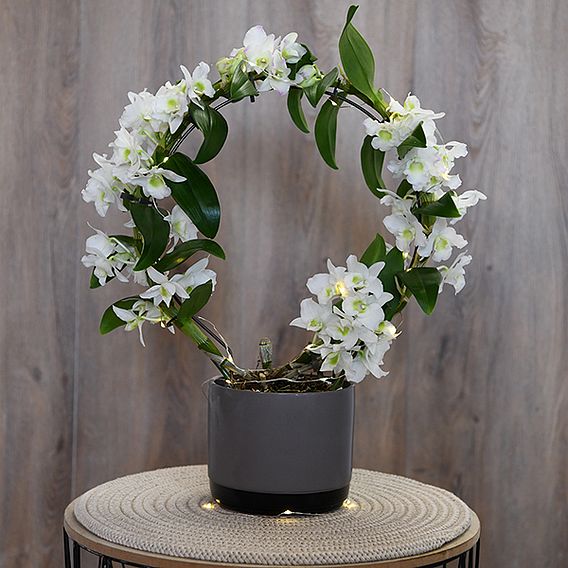 Dendrobium nobile 'White Arch'