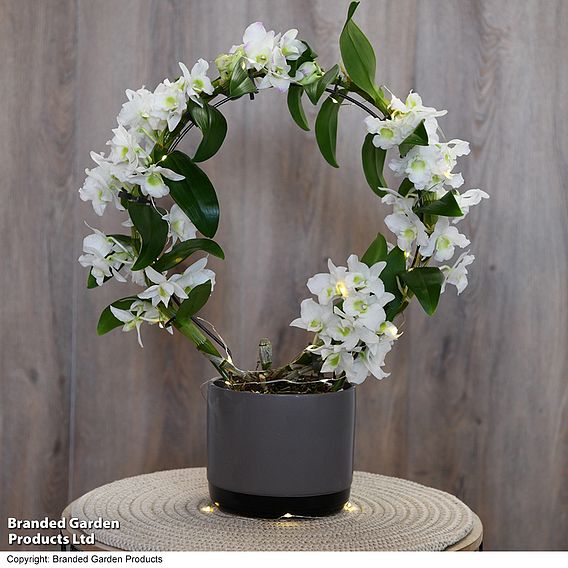 Dendrobium nobile 'White Arch'