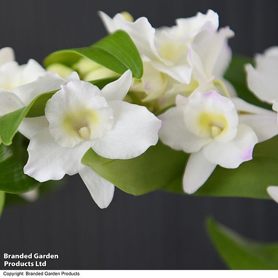 Dendrobium 'Nobile White' on a Hoop - Gift