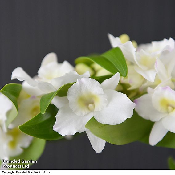 Dendrobium nobile 'White Arch'