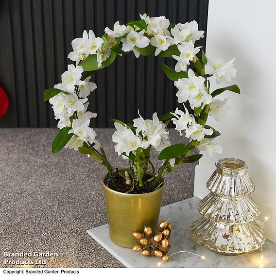 Dendrobium 'Nobile White' on a Hoop - Gift