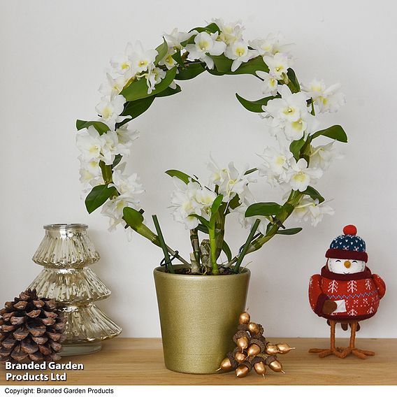 Dendrobium 'Nobile White' on a Hoop - Gift