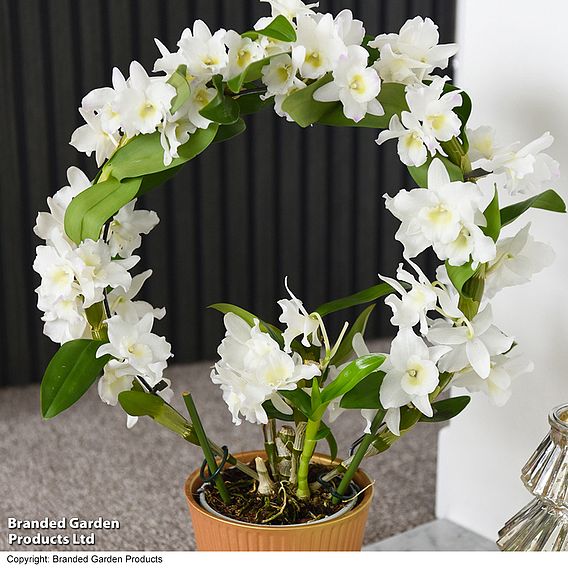 Dendrobium nobile 'White Arch'