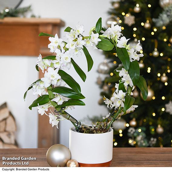 Dendrobium 'Nobile White' on a Hoop - Gift