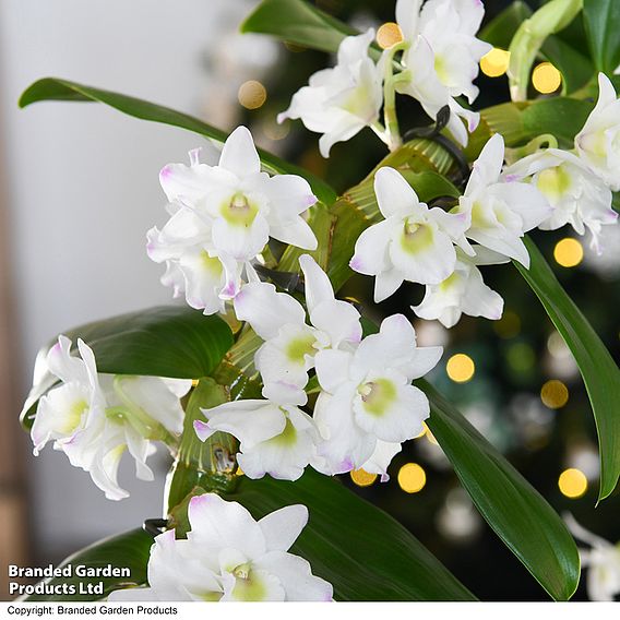 Dendrobium nobile 'White Arch'