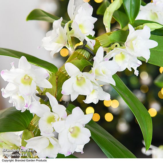 Dendrobium nobile 'White Arch'