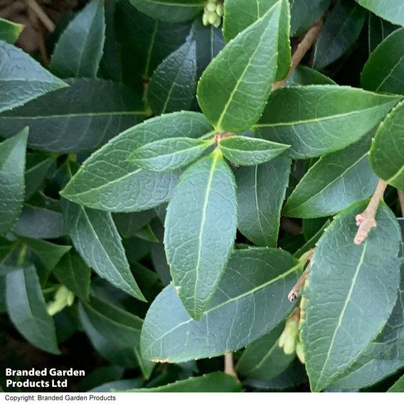 Osmanthus x burkwoodii