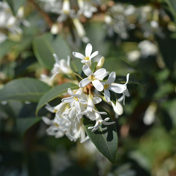 Osmanthus x burkwoodii