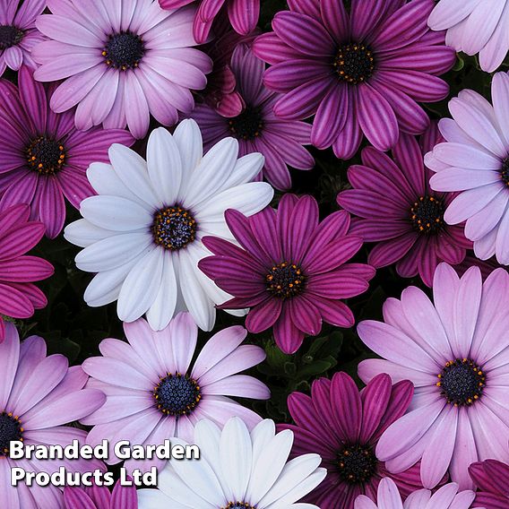 Osteospermum 'Akila Berries and Cream Mix'