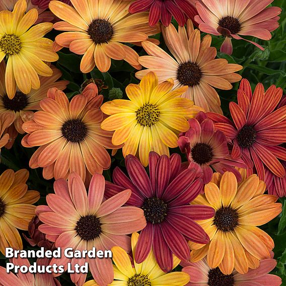 Osteospermum 'Akila Sunset Shades Mix'