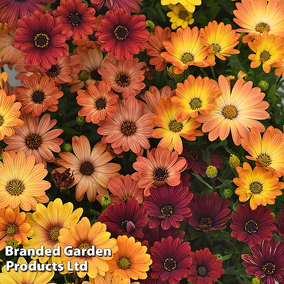 Osteospermum 'Akila Sunset Shades Mix'