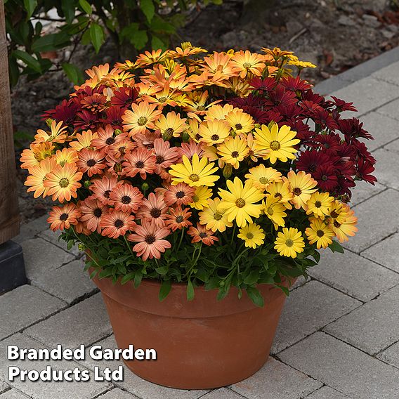 Osteospermum 'Akila Sunset Shades Mix'