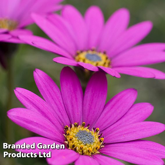 Osteospermum Blush Collection (Hardy)