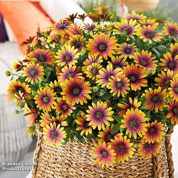 Osteospermum 'Purple Sun'