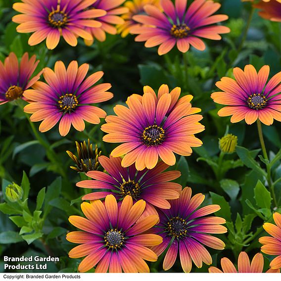 Osteospermum 'Purple Sun'