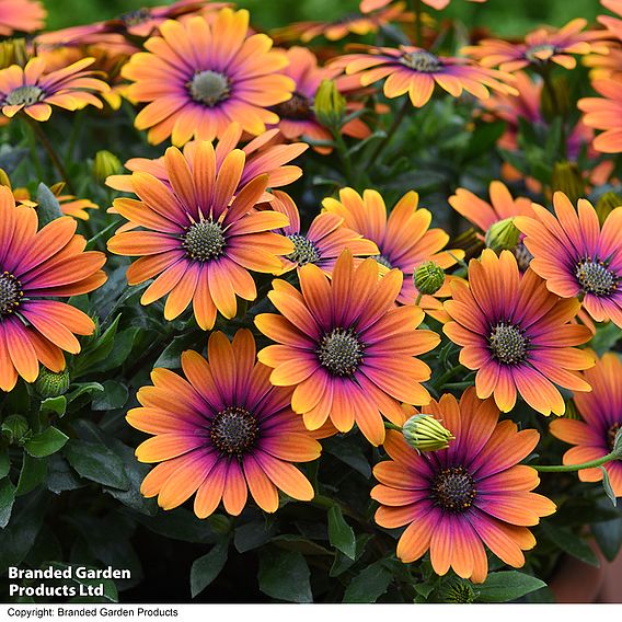 Osteospermum 'Purple Sun'