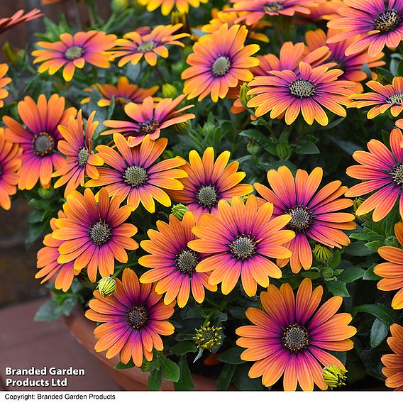 Osteospermum 'Purple Sun'