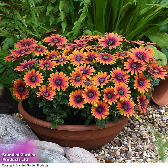 Osteospermum 'Purple Sun'