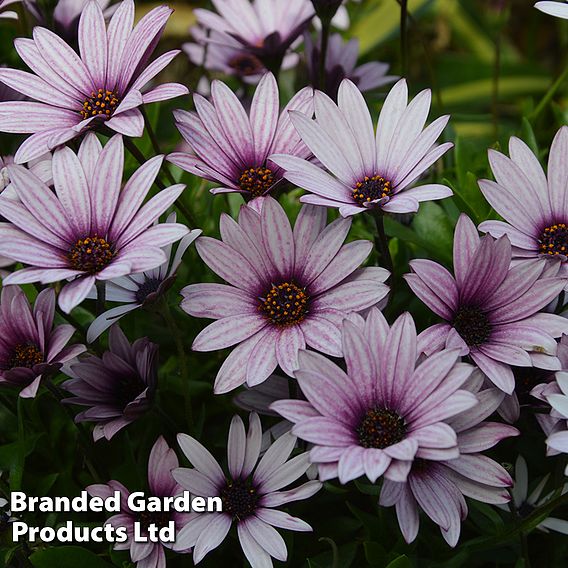 Osteospermum Blush Collection (Hardy)